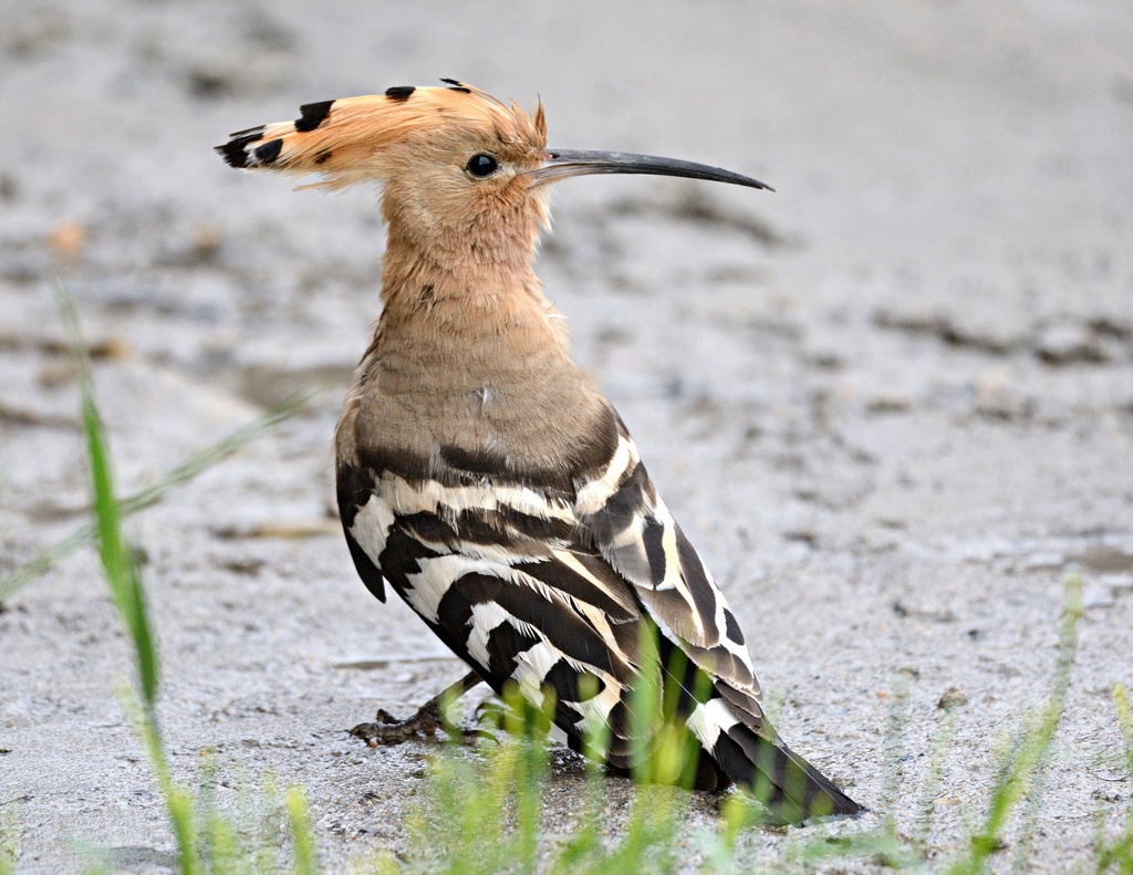 Hoopoes