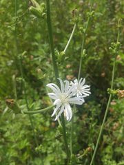Cichorium intybus