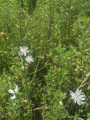 Cichorium intybus