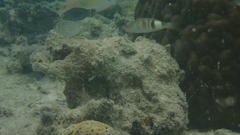 Parupeneus multifasciatus