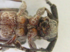 Idactus cristulatus