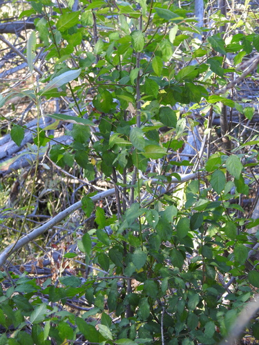 Kirschpflaume (Prunus cerasifera): Herkunft und Verwendung — Foto 1