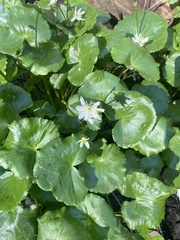 Caltha biflora