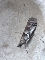 Acrobasis advenella