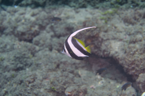 Heniochus diphreutes observed 2022-07-09