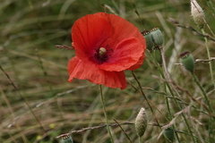 Papaver rhoeas