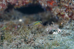 Ostorhinchus maculiferus