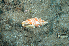 Mitra stictica