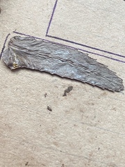 Nephrolepis hirsutula