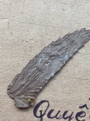 Nephrolepis hirsutula