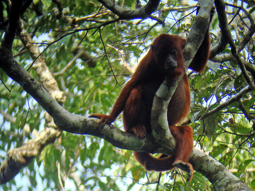 Bolivian Red Howler Monkey