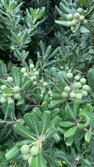 Pittosporum tobira