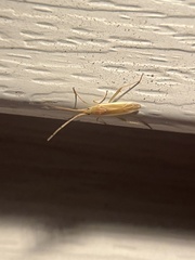 Stenodema trispinosum