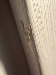 Stenodema trispinosum