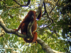 Alouatta sara