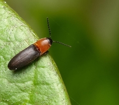 Elaterini
