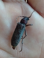 Trichoferus holosericeus