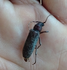 Trichoferus holosericeus