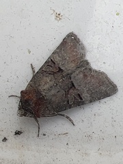 Mesoligia literosa