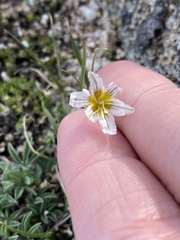 Gagea serotina