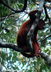 Alouatta sara