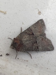 Mesoligia literosa