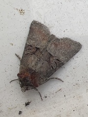 Mesoligia literosa