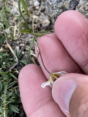 Gagea serotina