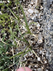 Gagea serotina