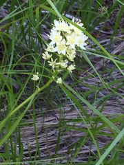 Melanthieae