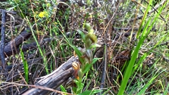 Pterostylis sanguinea