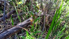 Pterostylis sanguinea