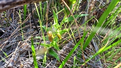 Pterostylis sanguinea