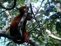 Alouatta sara