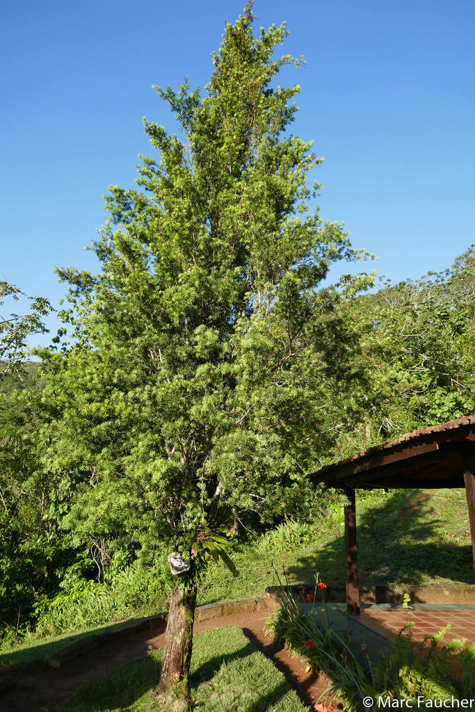 Podocarpus angustifolius