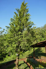 Podocarpus angustifolius