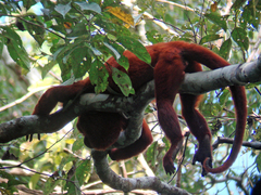Alouatta sara