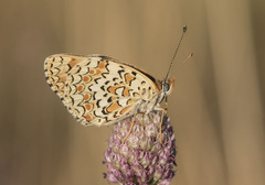 Melitaea pseudornata