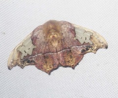 Spectroreta hyalodisca