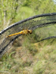 Sympetrum danae