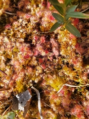 Drosera rotundifolia