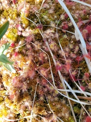 Drosera rotundifolia