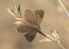 Polyommatus ripartii