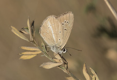 Polyommatus ripartii