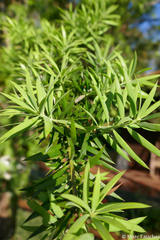 Podocarpus angustifolius