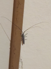 Hippopsis lemniscata