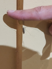 Hippopsis lemniscata