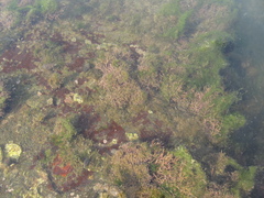 Amphiroa