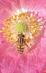 Helophilus pendulus