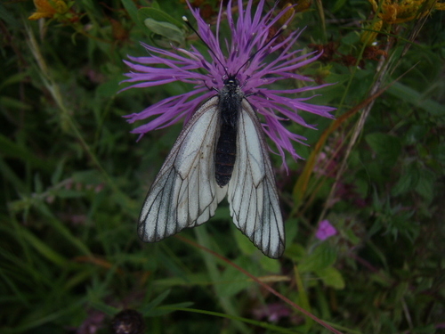 Black-veined White, Stockbridge Down, Hampshire, England, photo 10 of 10